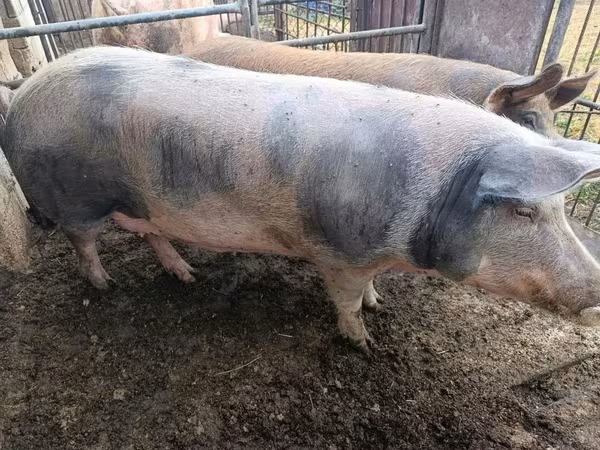 母猪, Pigs
