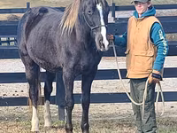 حصان, Rocky Mountain Horse — الصورة 8