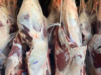 Toro, Ganado vacuno — foto 2