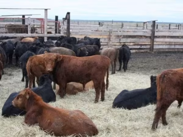 母牛, Cattle — 俄罗斯