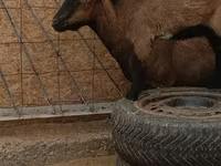 公山羊, Goats — 照片 3