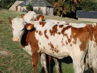 Cow, Montbéliarde — photo 4