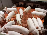公猪, Pigs — 照片 4