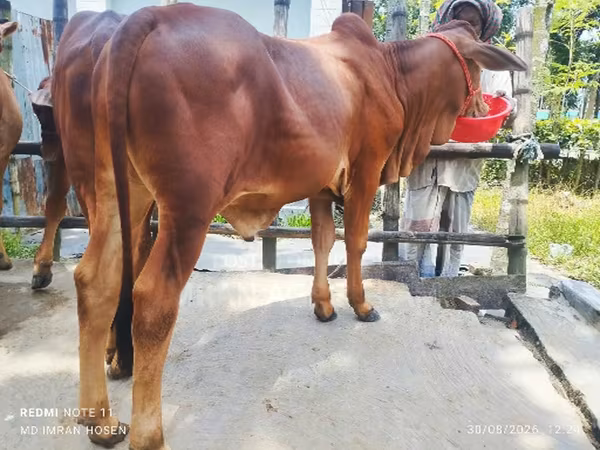 Bull, Cattle
