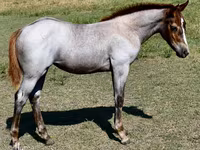 母马, Quarter Horse — 照片 1