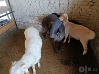 公羊, Sheep — 照片 4