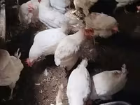 Chickens — photo 2
