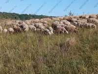 Ram, Sheep — photo 2