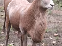 公羊, Katum sheep — 照片 6
