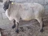 公羊, Hampshire sheep — 照片 2