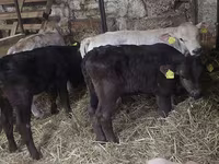 公牛, Simmental cattle — 照片 1