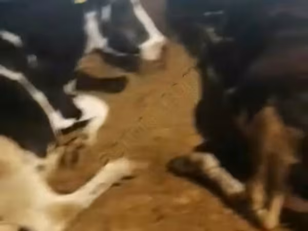 بقرة, Swiss cattle — روسيا