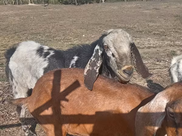 公山羊, Nubian Goat