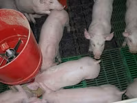 公猪, Pigs — 照片 7