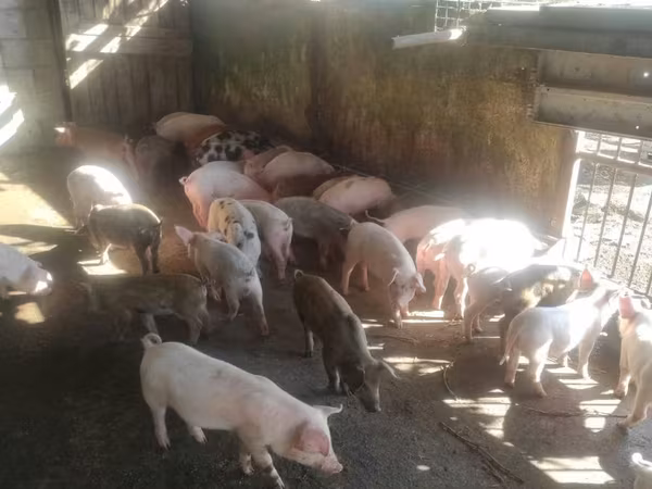 公猪, Pigs