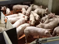 母猪, Pigs — 照片 6