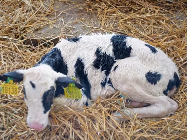 公牛, Holstein breed