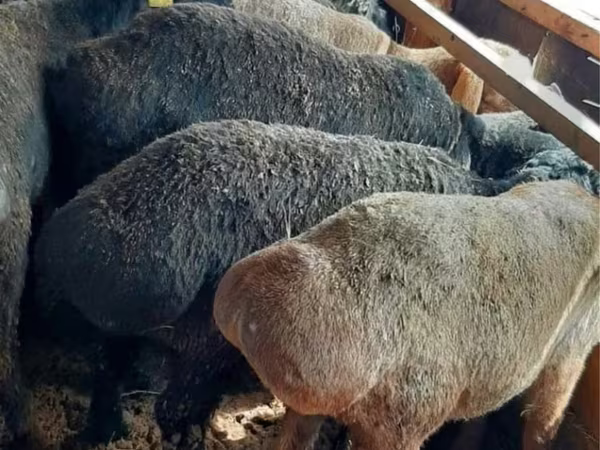 公羊, Sheep