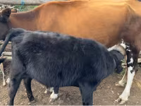 Cow, Cattle — photo 1