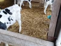 公牛, Cattle — 照片 2