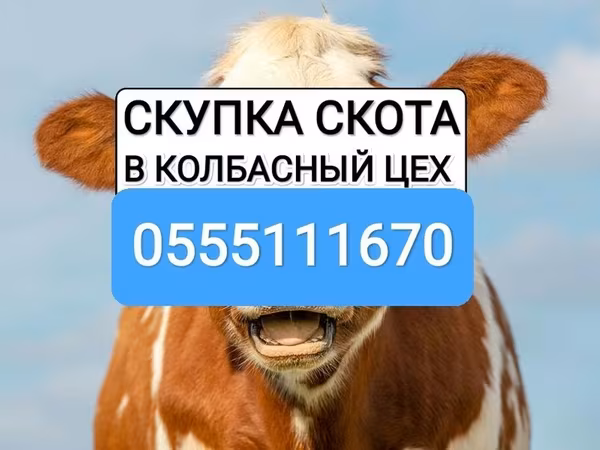 Cattle
