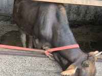 गाय, मवेशी — फ़ोटो 1