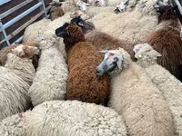 母羊, Sheep — 照片 2