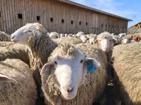Ram, Sheep — photo 4
