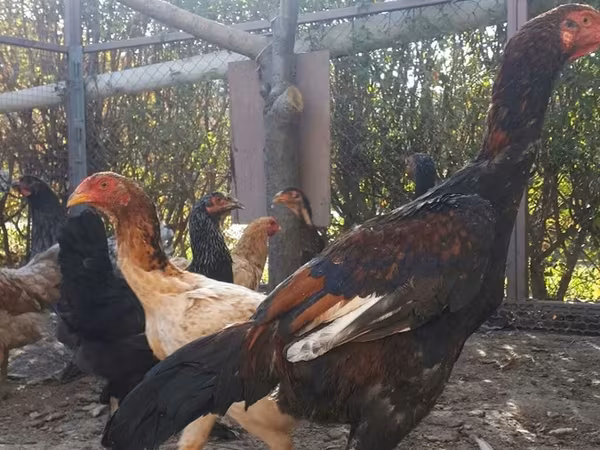 Chickens — 吉尔吉斯斯坦