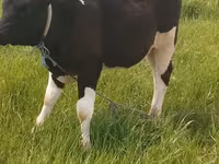 公牛, Holstein breed — 照片 1