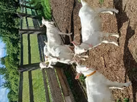 母山羊, Goats — 照片 5