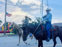 Caballo, Quarter Horse — foto 5