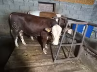 ثور, Simmental cattle — الصورة 1