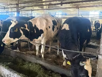 Kuh, Holstein-Rasse — Foto 2