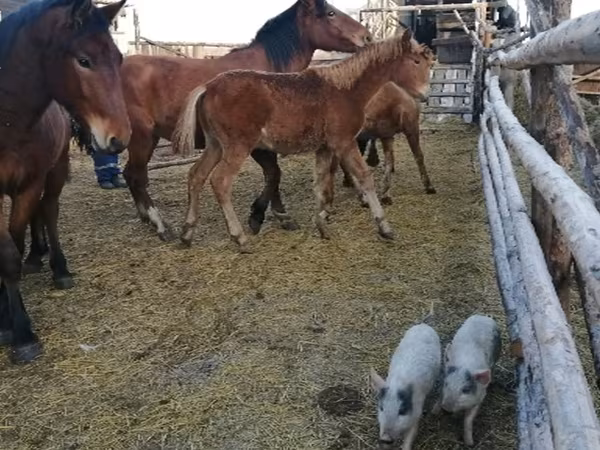 母马, Horses