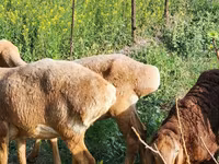 Schaf, Rhon sheep — Foto 6