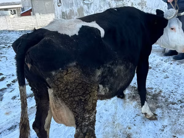 母牛, Cattle