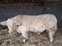 Bulle, Charolais cattle — Foto 3