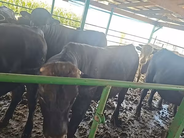Aberdeen-Angus
