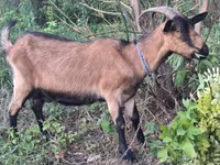 母山羊, Goats — 照片 3