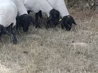 母羊, Baerchuke sheep — 照片 2