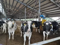 母牛, Holstein breed — 照片 2