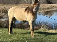 حصان, Rocky Mountain Horse — الصورة 6
