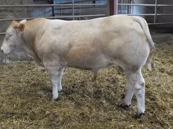 公牛, Blonde d’Aquitane cattle