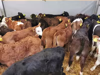 Bull, Cattle — photo 6