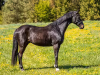 公马, Horses — 照片 2