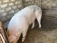 Eber, Schweine — Foto 3