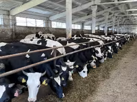 Kuh, Yaroslavl cattle — Foto 2
