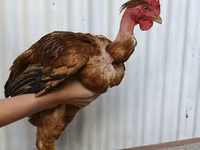 Chickens — 照片 2