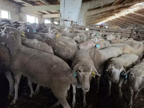Sheep, Kuibyshev sheep